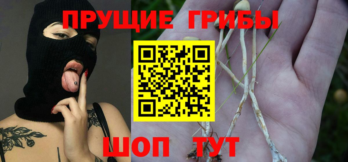 Псилоцибиновые грибы Psilocybe Апатиты